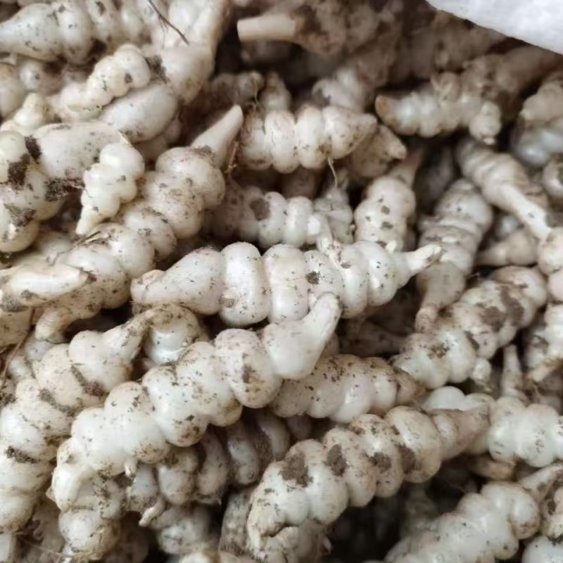 螺丝菜