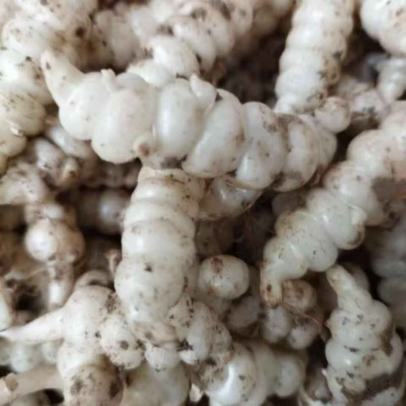 螺丝菜