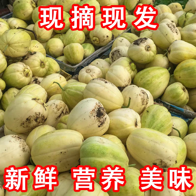 香沙蜜甜瓜种子花后28天左右成熟糖度20度易坐果吊爬可以