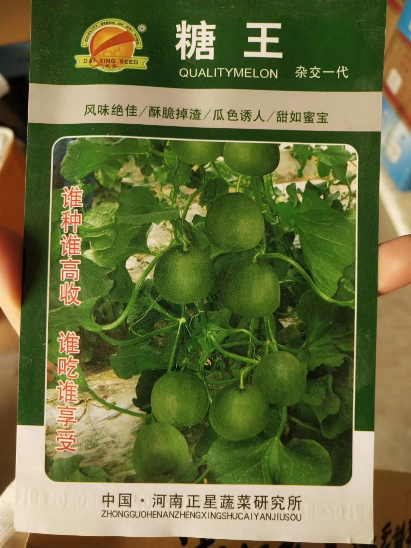 香沙蜜甜瓜种子花后28天左右成熟糖度20度易坐果吊爬可以