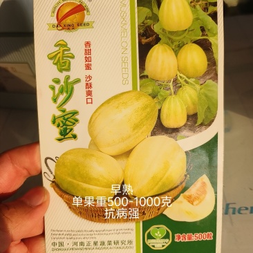 香沙蜜甜瓜种子花后28天左右成熟糖度20度易坐果吊爬可以