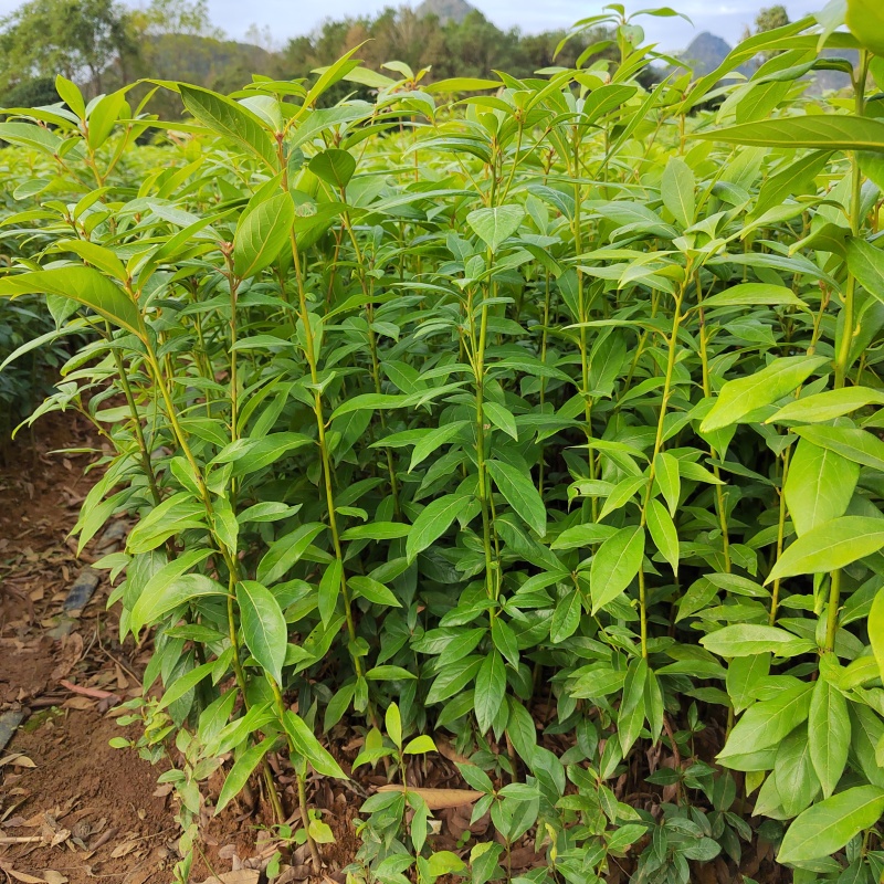 金丝楠木小苗小叶桢楠苗楠木芽苗金丝楠木树苗楠木苗