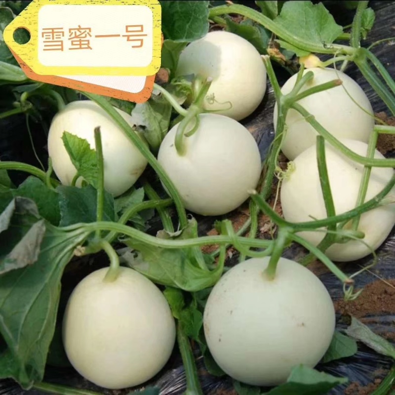 香沙蜜甜瓜种子花后28天左右成熟糖度20度易坐果吊爬可以