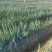 河南新野大葱，新野钢葱支持各种规格包装