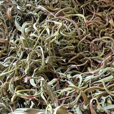 化石草各种规格的化石草产地直销量大从优需要的老板直接下单