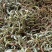 化石草各种规格的化石草产地直销量大从优需要的老板直接下单
