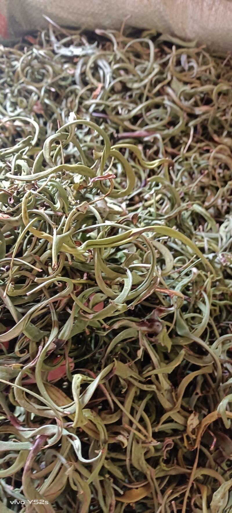 化石草各种规格的化石草产地直销量大从优需要的老板直接下单