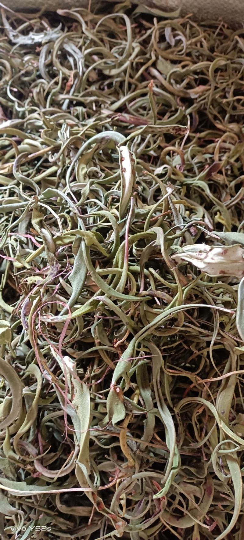 化石草各种规格的化石草产地直销量大从优需要的老板直接下单
