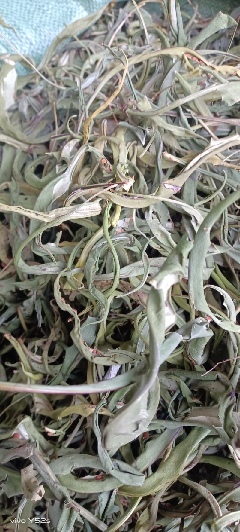 化石草各种规格的化石草产地直销量大从优需要的老板直接下单