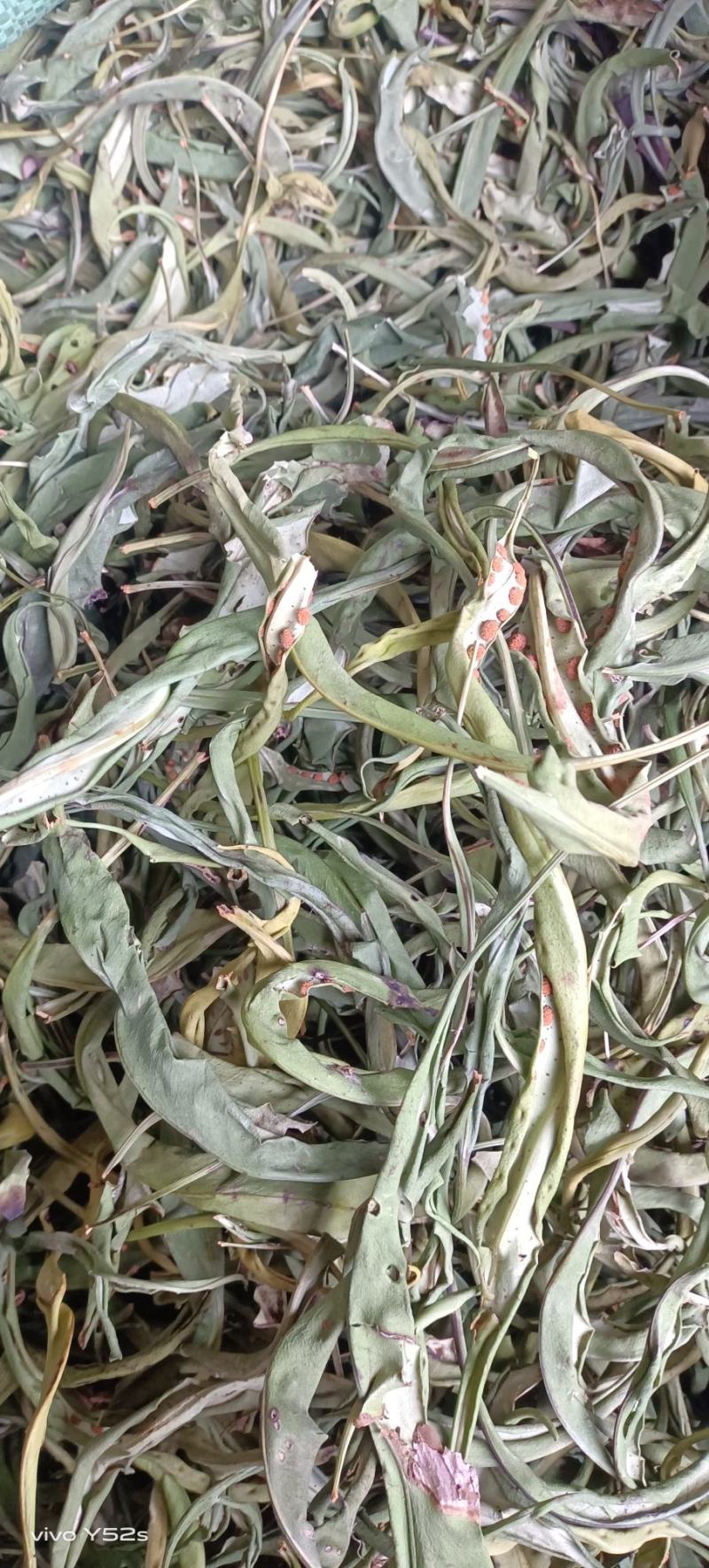 化石草各种规格的化石草产地直销量大从优需要的老板直接下单