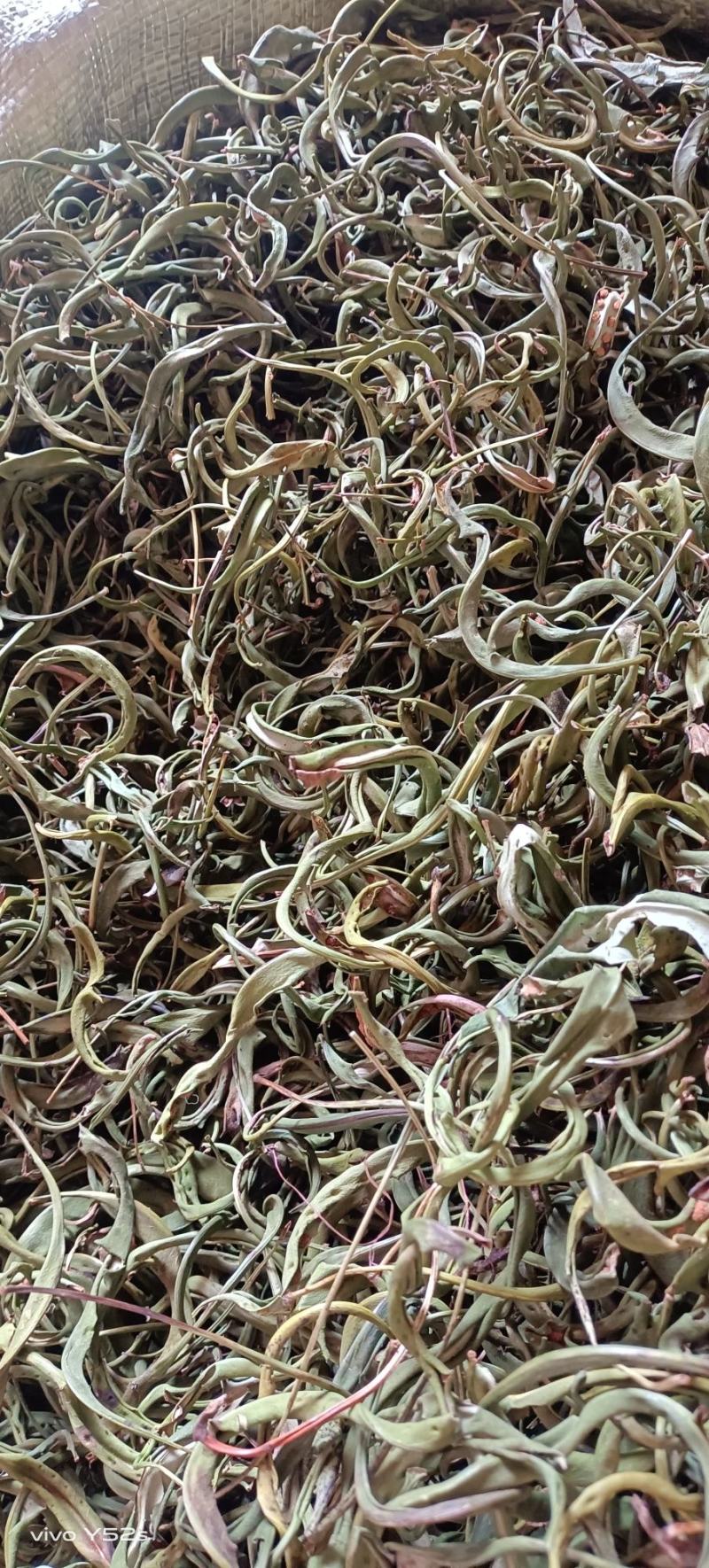 化石草各种规格的化石草产地直销量大从优需要的老板直接下单