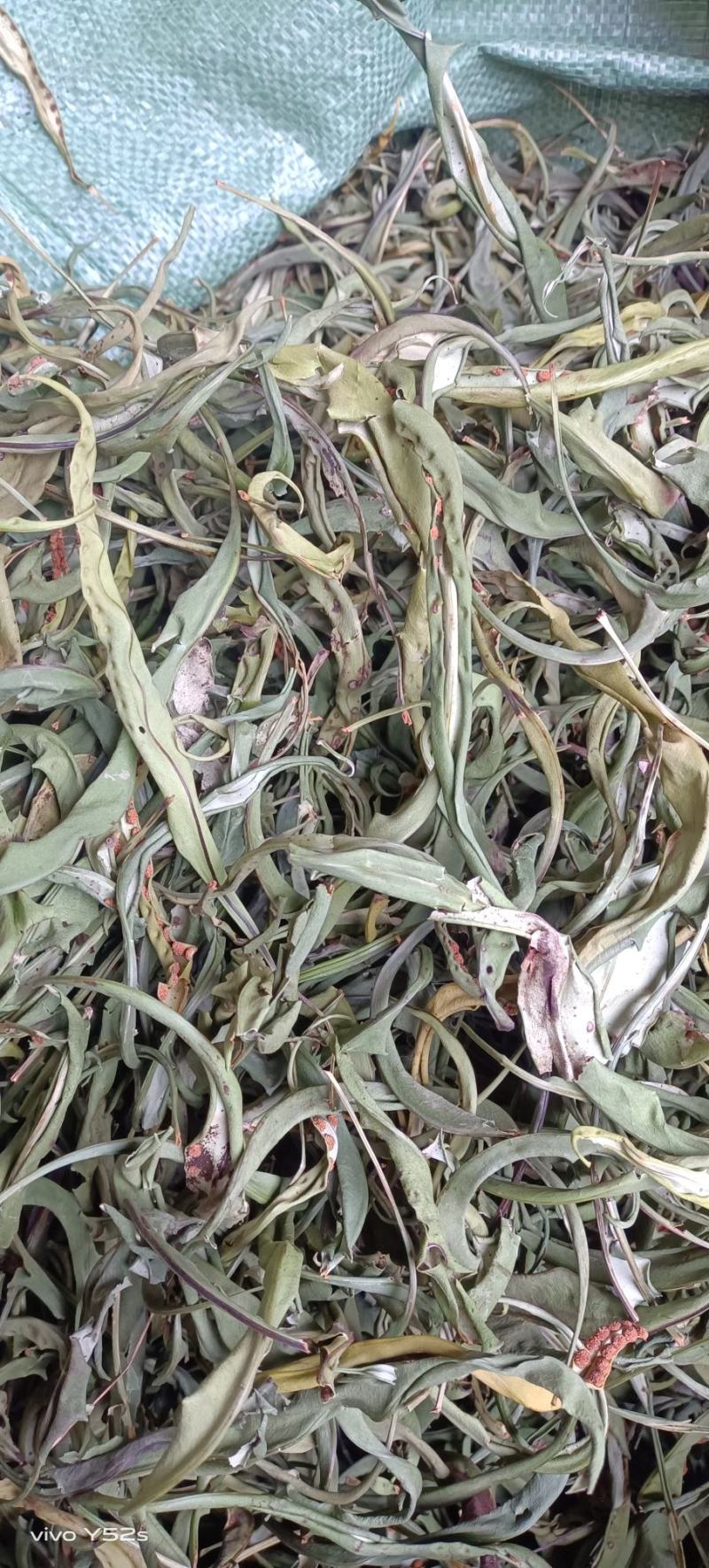 化石草各种规格的化石草产地直销量大从优需要的老板直接下单