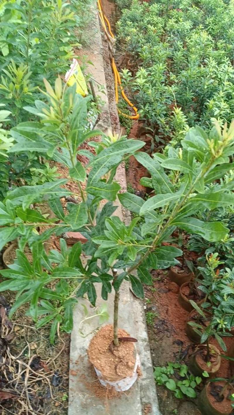 东槐杨梅苗，各种果苗等出售