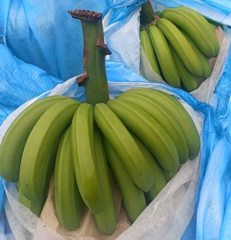 云南高山大香蕉新鲜应季水果量上市