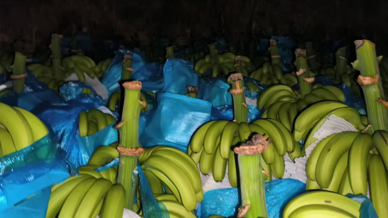 云南高山大香蕉新鲜应季水果量上市