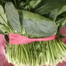 菠菜全国各地的批发市场及商超大叶菠菜量大价优口感佳