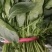 菠菜全国各地的批发市场及商超大叶菠菜量大价优口感佳