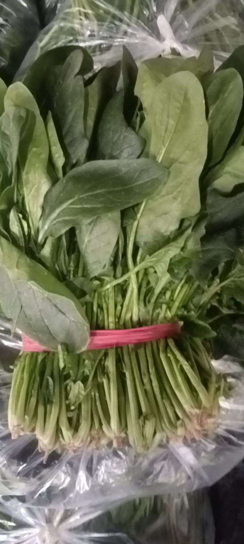 菠菜全国各地的批发市场及商超大叶菠菜量大价优口感佳