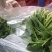 菠菜全国各地的批发市场及商超大叶菠菜量大价优口感佳