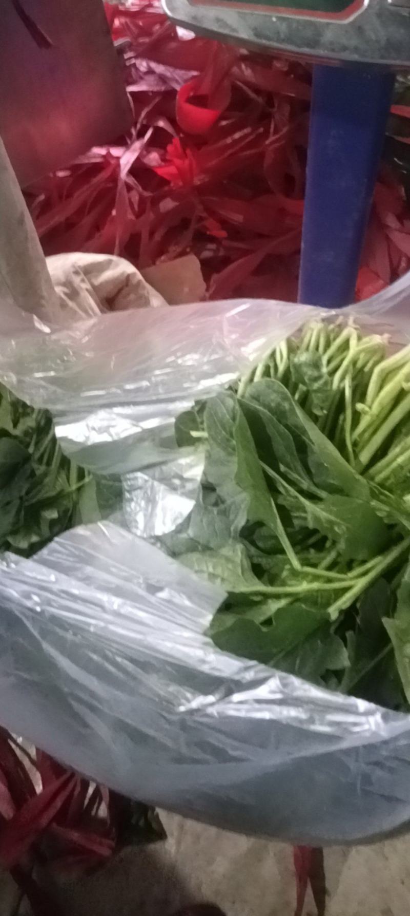 菠菜全国各地的批发市场及商超大叶菠菜量大价优口感佳