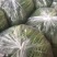 菠菜全国各地的批发市场及商超大叶菠菜量大价优口感佳