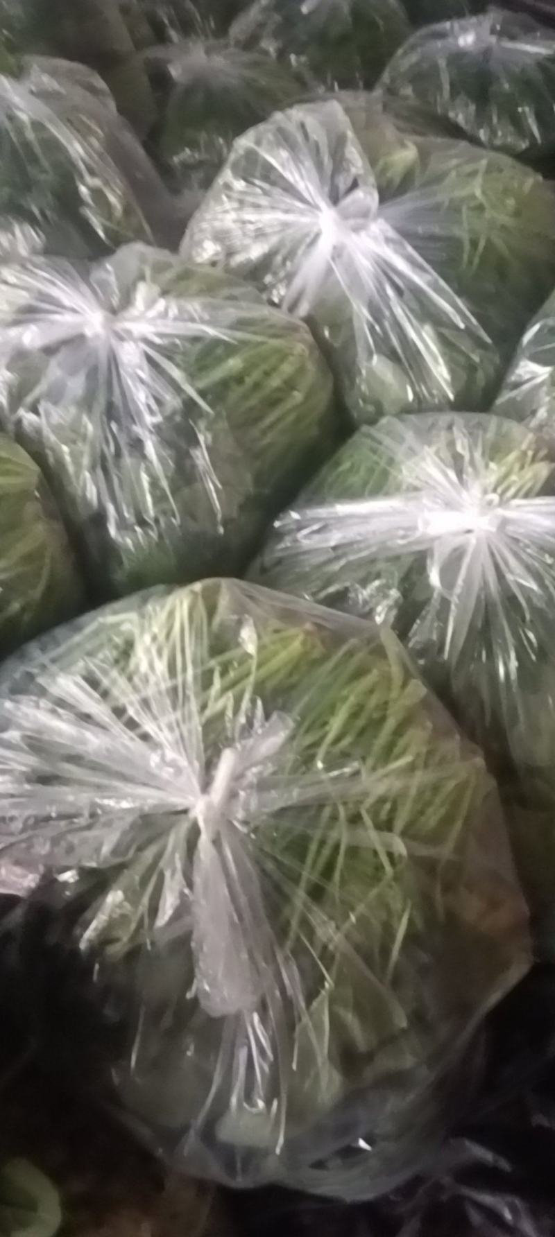 菠菜全国各地的批发市场及商超大叶菠菜量大价优口感佳