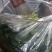 菠菜全国各地的批发市场及商超大叶菠菜量大价优口感佳