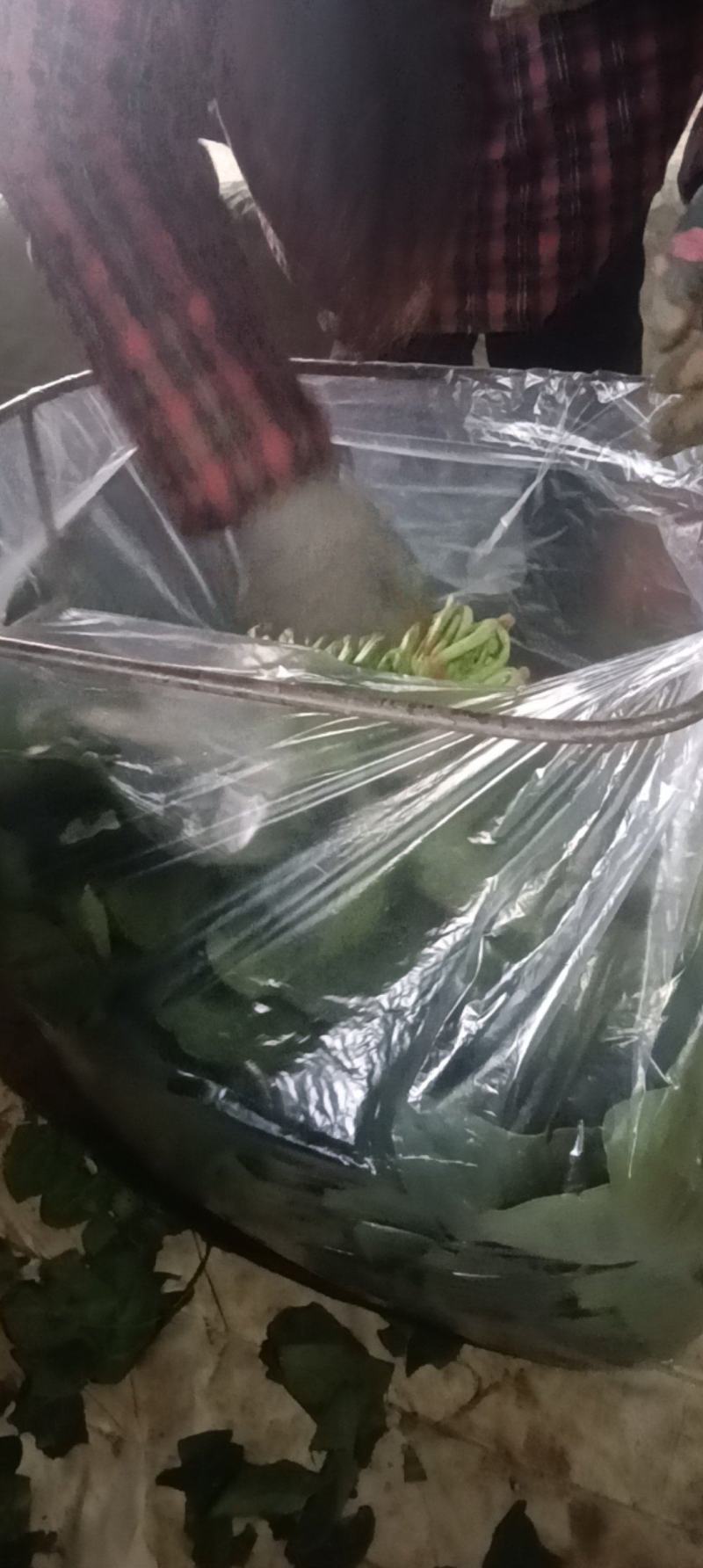 菠菜全国各地的批发市场及商超大叶菠菜量大价优口感佳