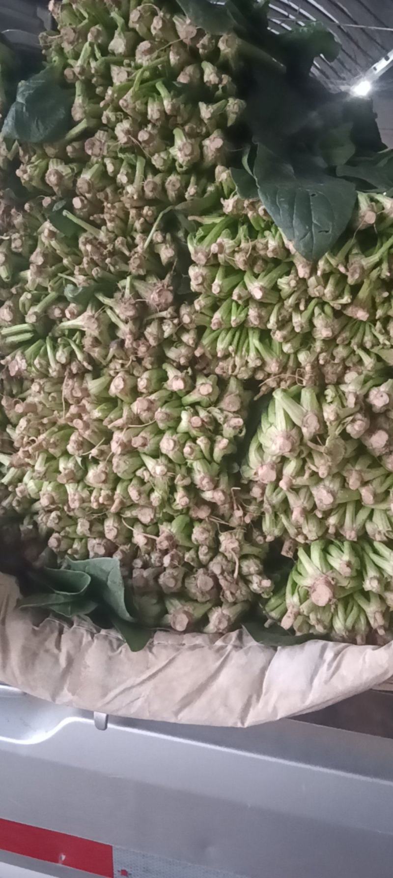 菠菜全国各地的批发市场及商超大叶菠菜量大价优口感佳
