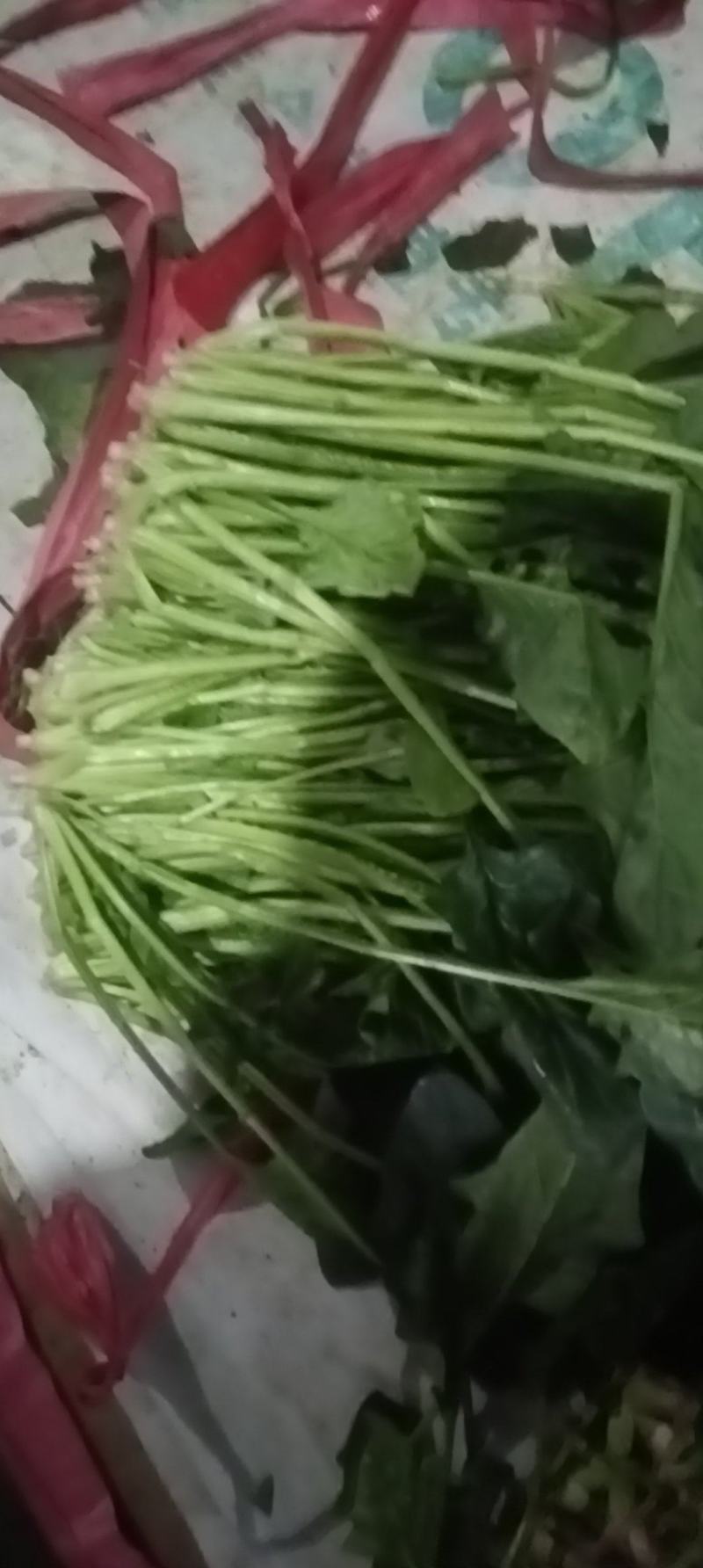 菠菜全国各地的批发市场及商超大叶菠菜量大价优口感佳