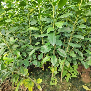 土柠檬苗红芽柠檬苗小叶柠檬苗柠檬实生苗柠檬芽苗