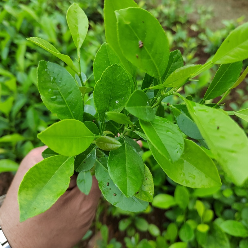 土柠檬苗红芽柠檬苗小叶柠檬苗柠檬实生苗柠檬芽苗