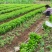 土柠檬苗红芽柠檬苗小叶柠檬苗柠檬实生苗柠檬芽苗