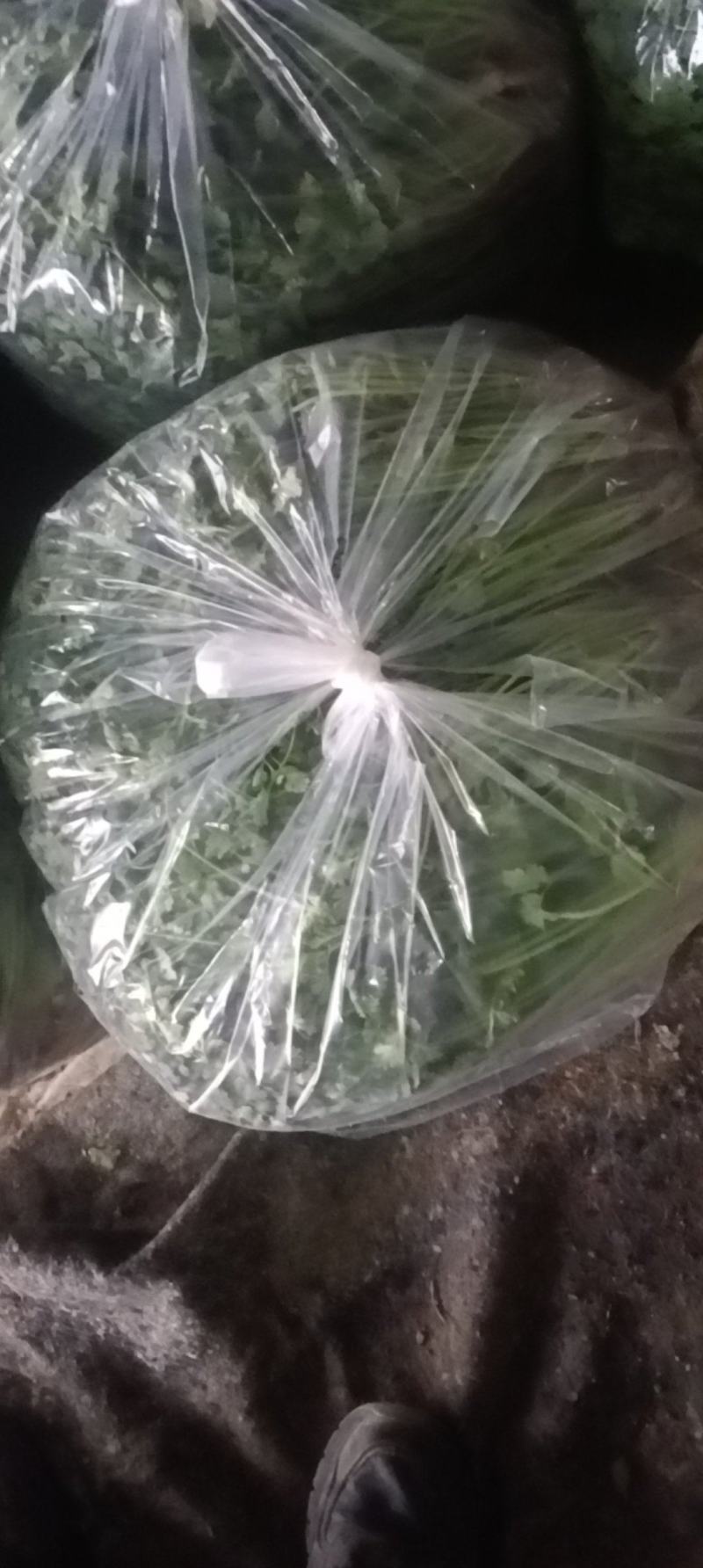香菜铁杆青香菜口感好新鲜发货价格实惠欢迎联系