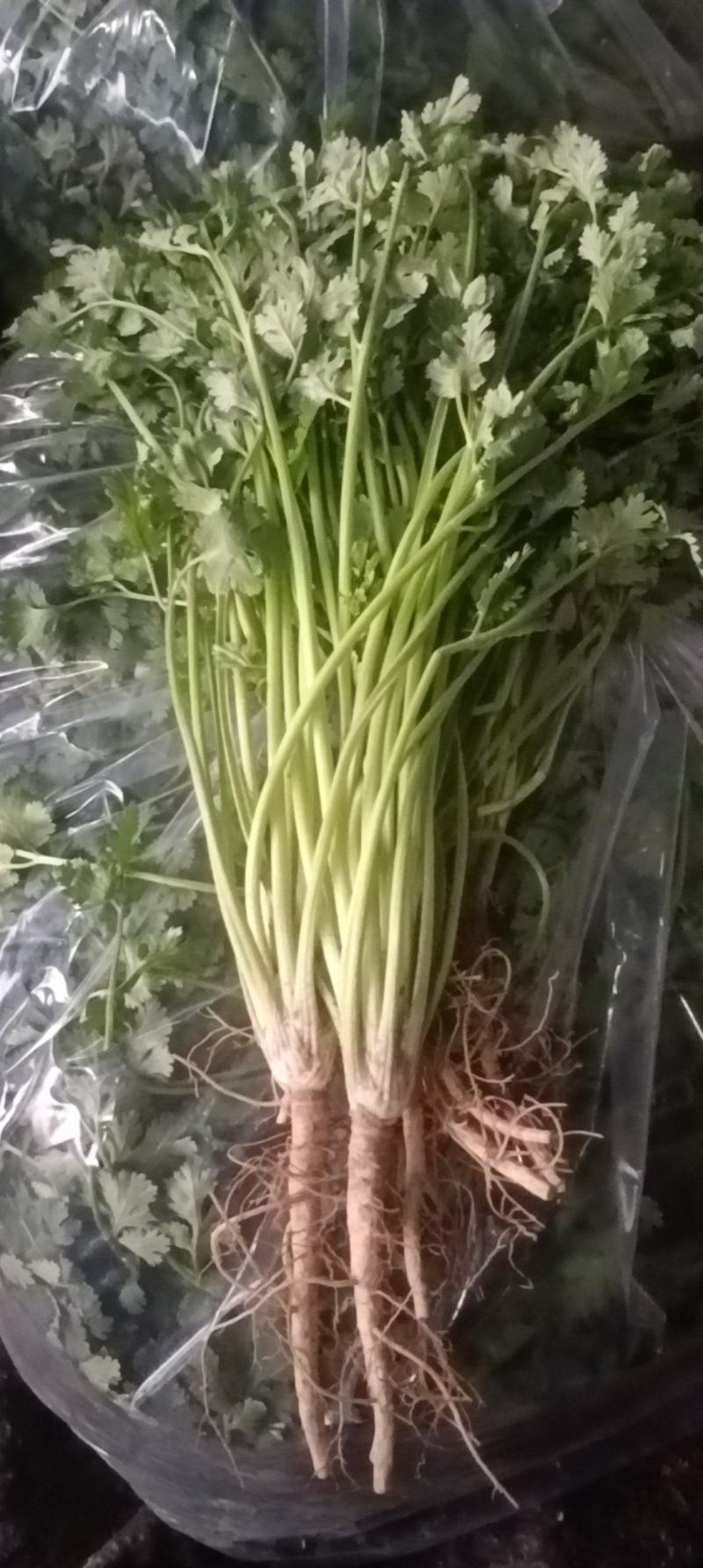 香菜铁杆青香菜口感好新鲜发货价格实惠欢迎联系