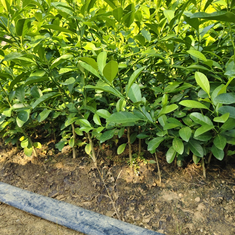 土柠檬苗红芽柠檬苗小叶柠檬苗柠檬实生苗柠檬芽苗
