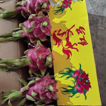白心火龙果