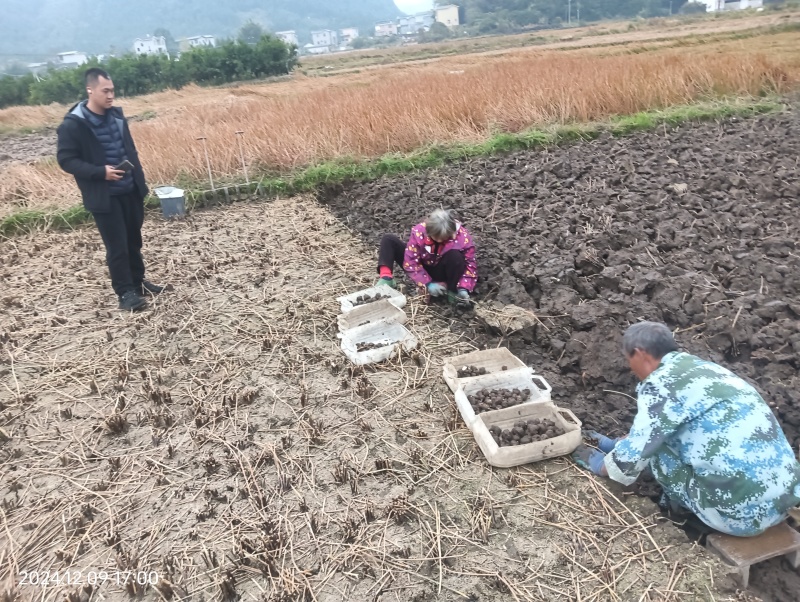 荔浦马蹄，产地直销