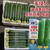 寿光油绿香丝瓜种子绿盈玉佳人油皮丝瓜种子短棒油亮味甜春秋