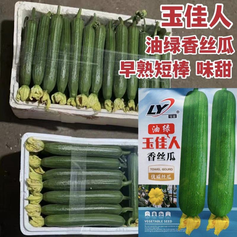 寿光油绿香丝瓜种子绿盈玉佳人油皮丝瓜种子短棒油亮味甜春秋