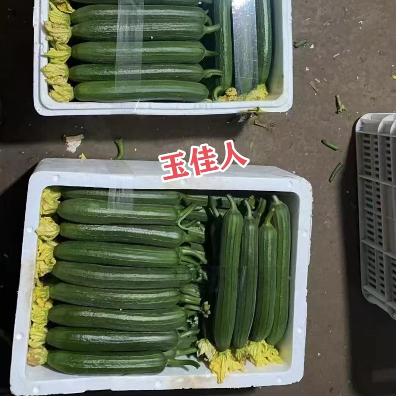 寿光油绿香丝瓜种子绿盈玉佳人油皮丝瓜种子短棒油亮味甜春秋