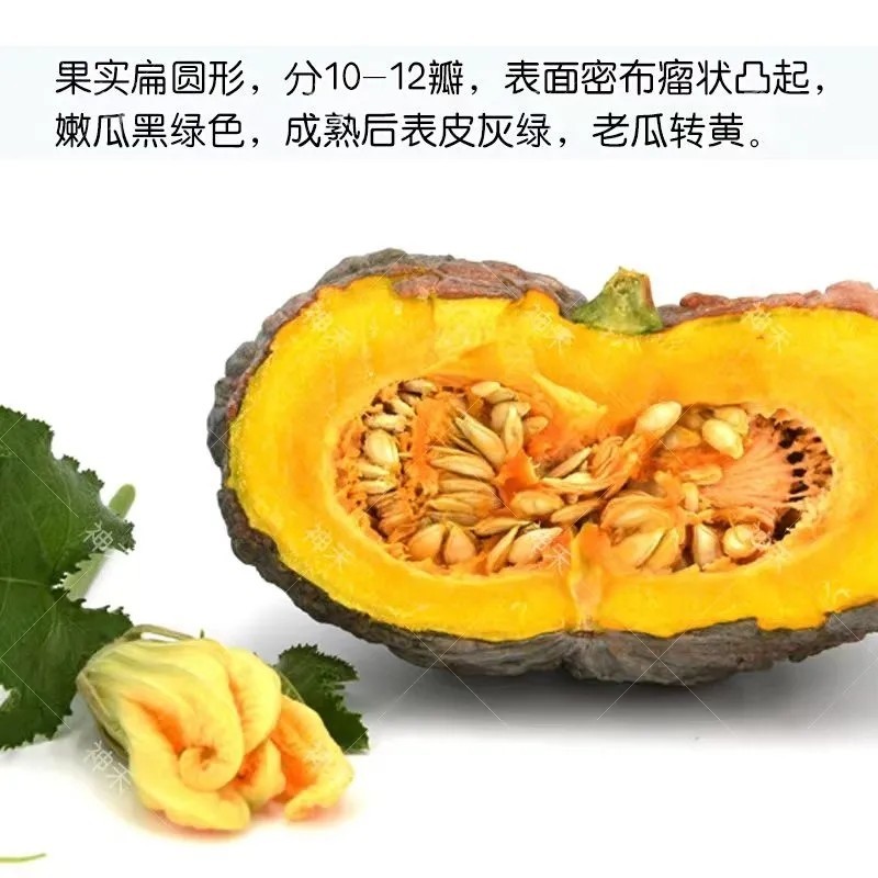 卡其癞蜜栗南瓜种子杂交一代南瓜种籽嫩瓜老瓜两用香甜南瓜种