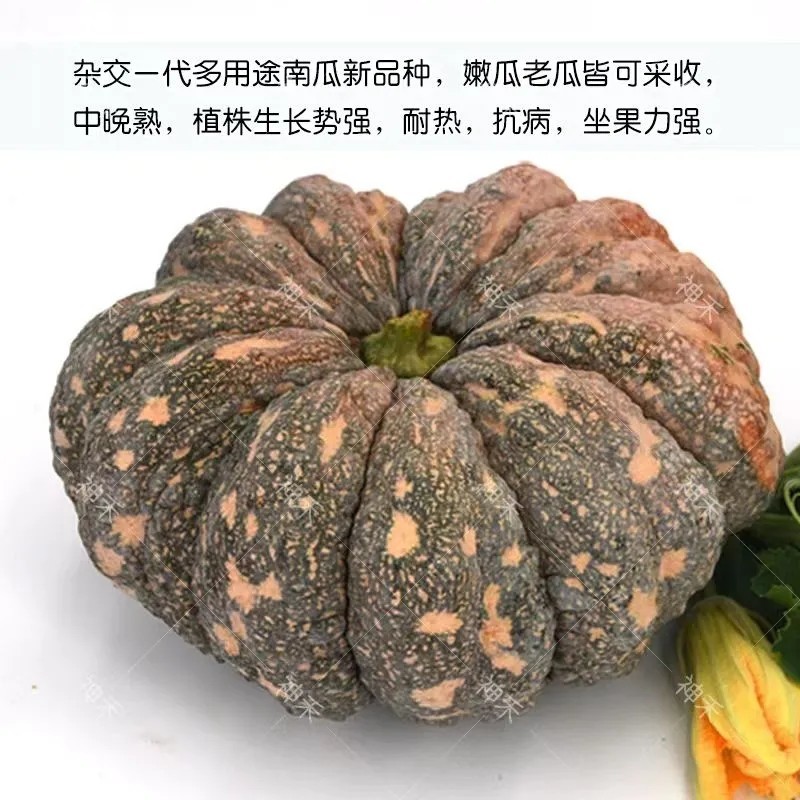 卡其癞蜜栗南瓜种子杂交一代南瓜种籽嫩瓜老瓜两用香甜南瓜种