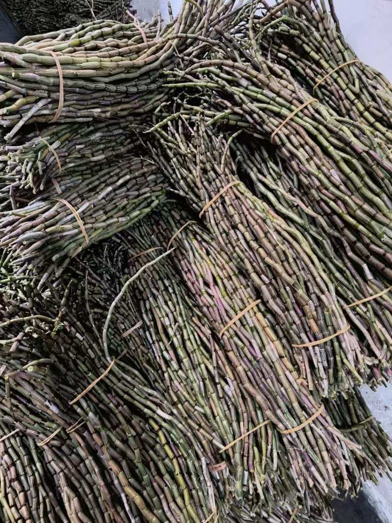 云南新鲜铁皮石斛石斛鲜条自家基地种植一件批发