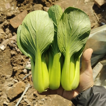 精品油菜上海青小青菜全国供货可对接各大电商批发市场等