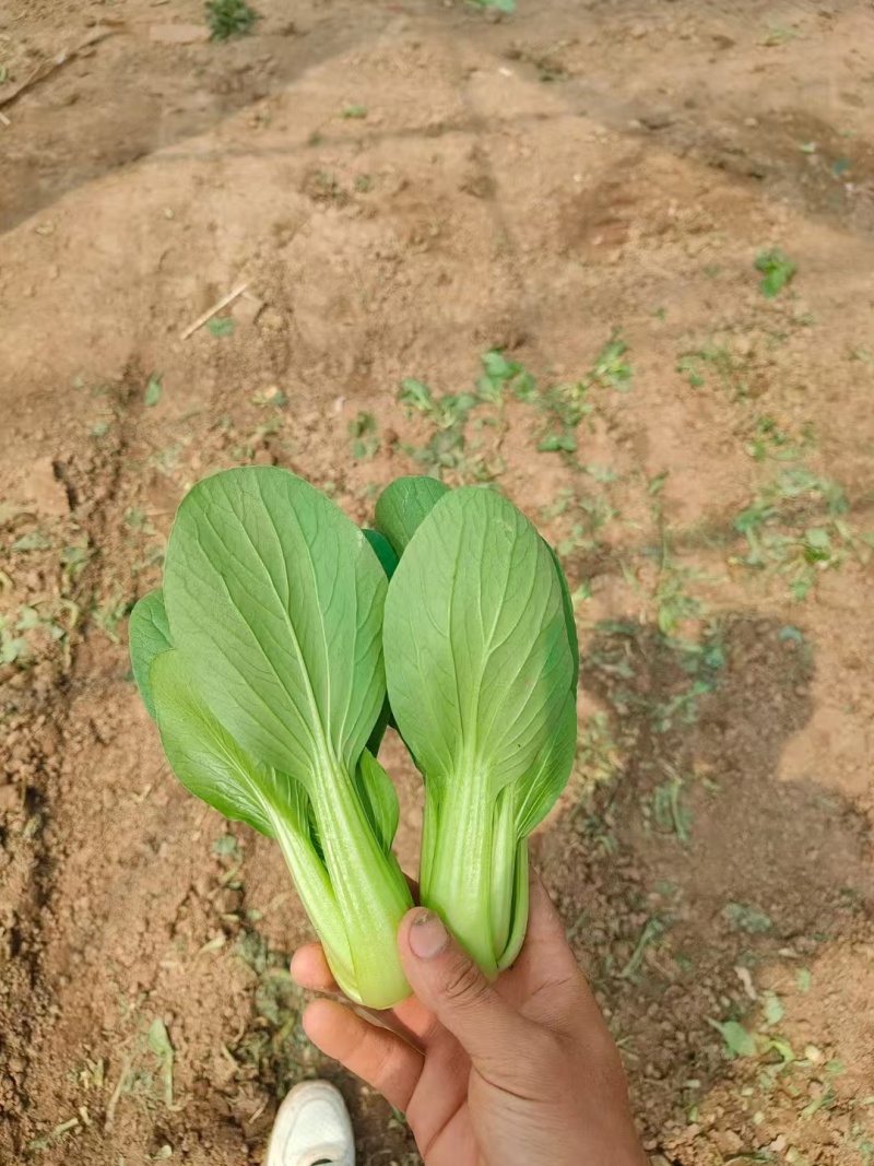 精品油菜上海青小青菜全国供货可对接各大电商批发市场等