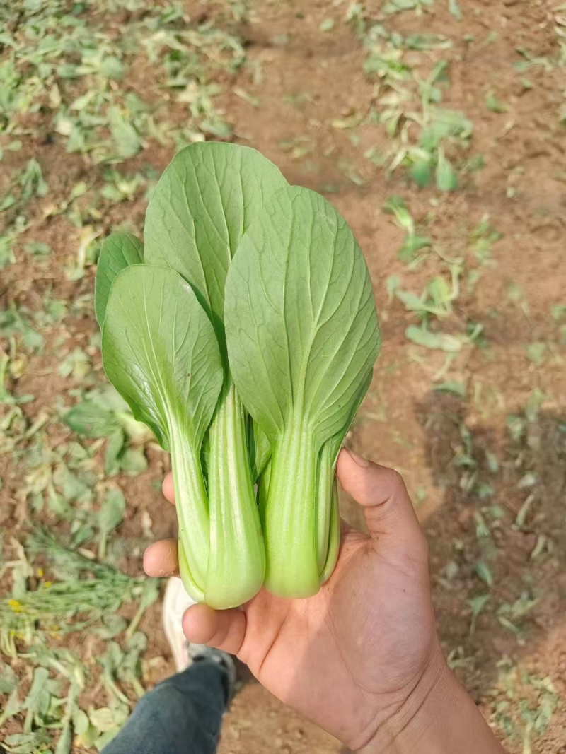 精品油菜上海青小青菜全国供货可对接各大电商批发市场等