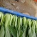 精品油菜上海青小青菜全国供货可对接各大电商批发市场等