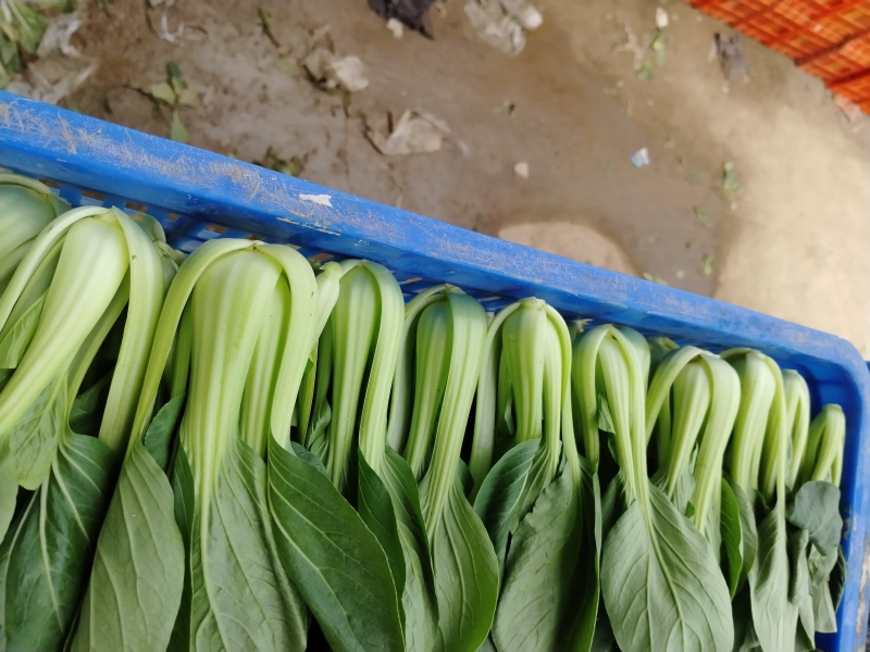 精品油菜上海青小青菜全国供货可对接各大电商批发市场等