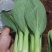精品油菜上海青小青菜全国供货可对接各大电商批发市场等